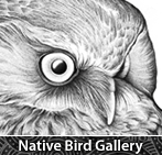 Native Birds