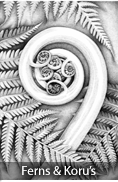 Ferns & Koru's